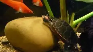 Chrysemys picta dorsalis (S&uuml;dliche Zierschildkr&ouml;te)