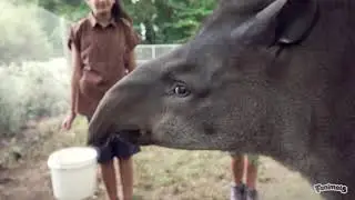 Fanimals show visits Hamilton Zoo