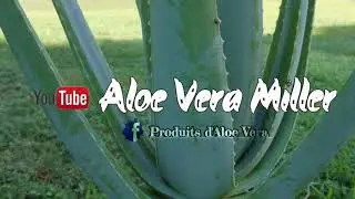 jus d'aloe vera _forever living products