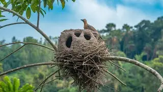 The Bird That Builds to Impress: Nature&rsquo;s Most Artistic Architect! - Cryptic Creatures