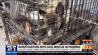 Dogs at a Phoenix animal rescue found in deplorable conditions