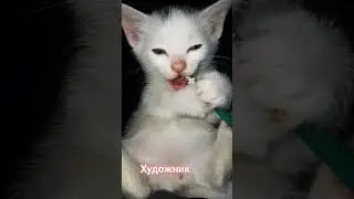 18 мая 2025 г.  Гоша😻. #kitten #котята #cat #catvideos #милыекотики #funny