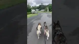 Siberian huskies bandit and Ruger running together at same pace for 3 mile perfect run #huskie #run