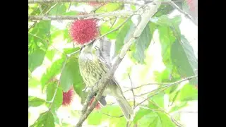 Macleay's Honeyeater Not Australasian Figbird Feeding On Rambutan Fruit & Grooming