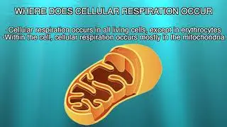 LIFE 112 Ceullar Respiration