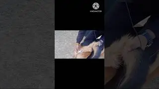 Wait for end /Dog Temperature process#shorts#viral #trending #dog #srssvlogs