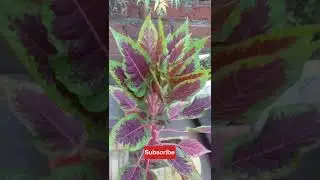 what plant is this#shorts#plants#ytshorts