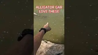 АЛЛИГАТОРОВАЯ ЩУКА, ЛЮБЛЮ ЭТО‼️ РЫБАЛКА НА РЕКЕ ТРИНИТИ В ДАЛЛАСЕ‼️