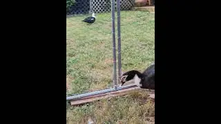Duck Duck had a girl friend