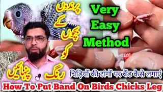 How to put a ring | Budgies Lovebirds leg | Birds leg bands Ring wearing of bird chicks