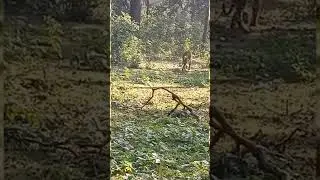 Nov 20 th  morning sighting for us from kabini , backwater crazy sightings ,
