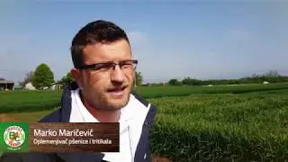 Tritikali - Marko Maričević - Bc Institut