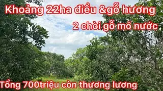 Đã chốt Ai quan tâm diện tích lớn thì liên hệ mảnh này điều to toàn gỗ hương 