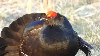 Косачи