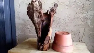 A Hunk Of Cypress Driftwood For An Orchid Mount