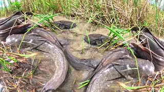 wow Amazing fishing skills, catch a lot of fish in water and pick duck eggs in rice field by hand