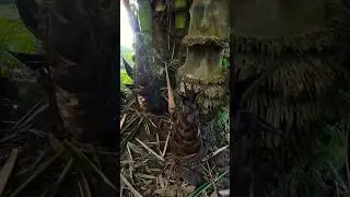 Wild Bamboo Shoots Sprouting After Rain