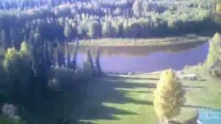 A bird in Alaska