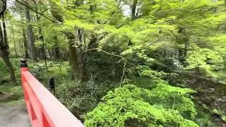 Japan Travel Spring Kyoto