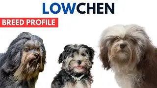 Lowchen Dog Breed Profile History - Price - Traits - L&ouml;wchen Dog Grooming Needs - Lifespan