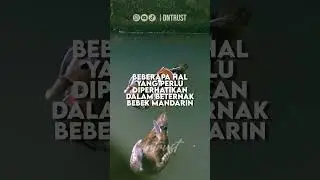 Yang harus diperhatikan dalam beternak bebek mandarin