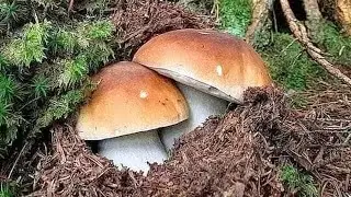 FUNGHI PORCINI | Natale ricco di funghi!