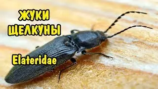 ЖУК-ЩЕЛКУН. Elateridae
