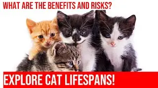 Outdoor vs Indoor Cats: Which Lifestyle Has a Longer Lifespan?
