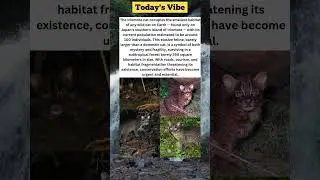 The World&rsquo;s Rarest Wild Cat Lives on One Tiny Island