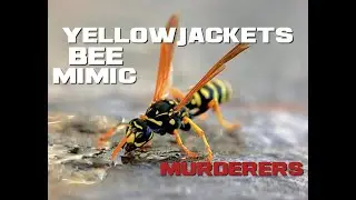 10 Yellowjacket Facts - The Bee Mimic Murderers - Animal a Day