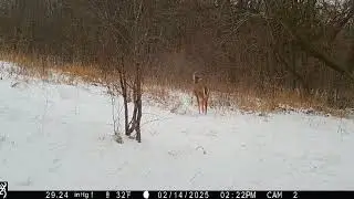sc WI trail cam pick up 3 legged Doe 2/14/2025