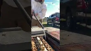 Feeding Bees Sugar Syrup 🐝 #shorts
