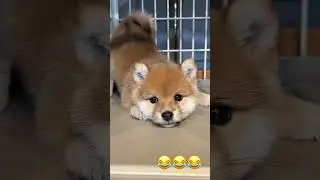 КАК ЖЕ ЕГО ОБИДЕЛИ😉#funny #shorts #shortvideo #short #viral #video #viralvideo #viralshorts #new