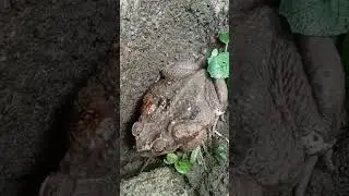 Asian common toad #asiancommontoad #viral #shortvideo #trendingshorts