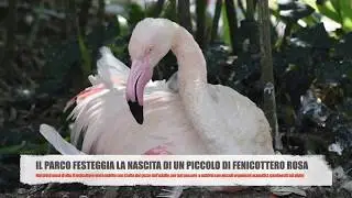 IL PARCO FESTEGGIA LA NASCITA DI UN PICCOLO DI FENICOTTERO: AL VIA IL CONTEST PER SCEGLIERE IL NOME