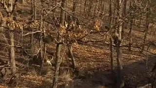 Russian tiger and goat become friends