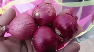 31 दिसंबर 2025 जीरन मंडी प्याज का भाव