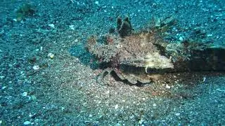 Spiny Devilfish - Demon stinger fish (Inimicus didactylus) - walking - Alor, Indonesia - 2023-09-17