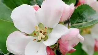 POLINIZAÇÃO  MANUAL DA FLOR  DA MACIEIRA