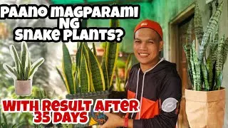 Paano magtanim at magparami ng snake plants?
