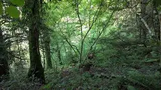Woods ambient