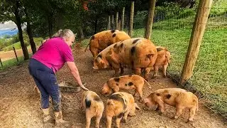 5 QUICK TIPS for OUTDOOR Pig Fencing | Pork Tour