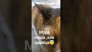 003.Мура укладывается спать,даже гладить нельзя.#кошкивидеоприколы #смешныевидеоскошками #kitty