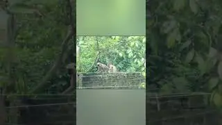 When monkey came at  rooftop#monkey #monkeys #monkeyplaying #wildanimal #ontherooftop #wildmonkeys