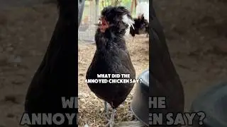 Что сказала раздраженная курица?😆