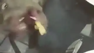 Hund verkohlen