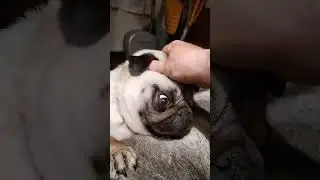 Pug snoring. Something a bit different #pug #dog #doggy #cute #sleepy #aww please like and suscribe
