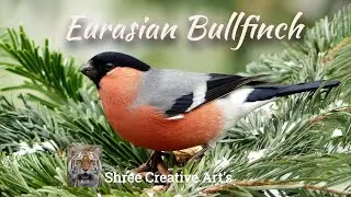 Eurasian Bullfinch