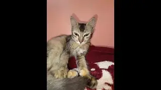 cat voice | @barlaskarcreations | #meaow  ##catvideo   #catmeowing   #catlover #catcare lovingcat