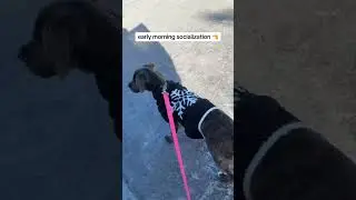 Socialization Training with my Cane Corso Mix Puppy #canecorsoitaliano #canecorso #canecorsopuppy